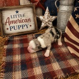 Girl 4 - Blue merle female Miniature Australian Shepherd puppy in Doddridge, Arkansas from Huddleston Farm