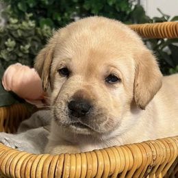 Labrador Retrievers from Cedarwood Arrow Labradors