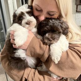 Havanese Puppies from Windy Hill Havanese