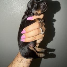 Freddie - Black and tan female Dachshund puppy in Beaumont, California from Seleners Wieners