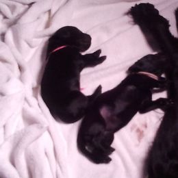 Flat-Coated Retriever Puppies from Beacon's Flat-Coated Retrievers