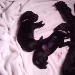 Flat-Coated Retriever Puppies from Beacon's Flat-Coated Retrievers