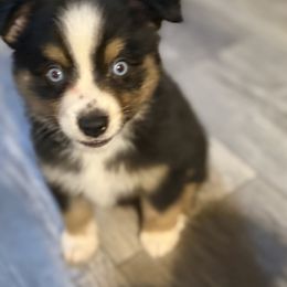 Miniature American Shepherd Puppies from Sonya Young