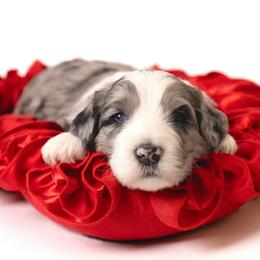 Blaze - Merle male Sheepadoodle puppy in Los Angeles, California from Exquisite Doodles
