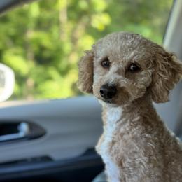 Cookie - Poodle