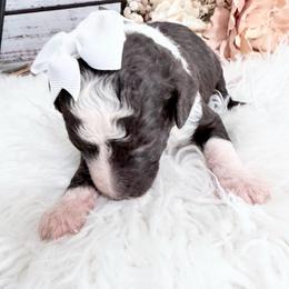 Sheila - Brown and white female Sheepadoodle puppy in Nixa, Missouri from Davis Family Doodles