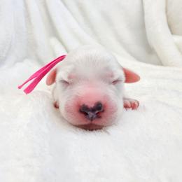 Pink - White and black female Dalmatian puppy in Gray, Georgia from Fuller Spots