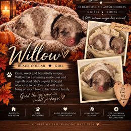 Willow - Brown merle female Aussiedoodle puppy in Taylor, Missouri from Pawsitively Doodles