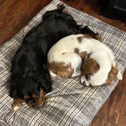 Cavalier King Charles Spaniels from Bobbi’s Cavalier Cuties