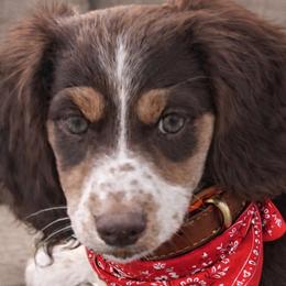 Mack - Chocolate and tan male Dachshund puppy in Bentonville, Arkansas from T & D Dachshunds by design