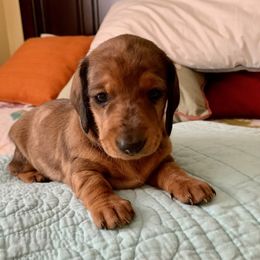 Dachshund Puppies from SkyeRiot Dachshunds