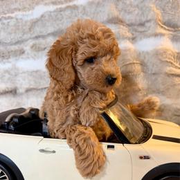 Boy 2 'Chevy' - Apricot male Goldendoodle puppy in Kearneysville, West Virginia from Daydreamer