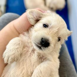 Mr. Bisell - Light golden male Golden Retriever puppy in Midlothian, Texas from Brightest Days