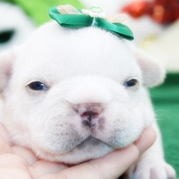 Yukon - Cream male French Bulldog puppy in West Plains, Missouri from Must Be Frenchies & Crown Of Curls Bolonka