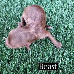 Beast - Brown and white male Aussiedoodle puppy in Bakersfield, California from Annie's Aussies