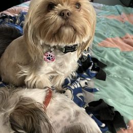 Ellie - Shih Tzu