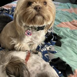 Ellie - Shih Tzu