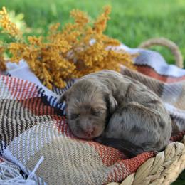 Oakley - Merle male Goldendoodle puppy in Hobbs, New Mexico from Goldie Locks Golden Retrievers & Doodles