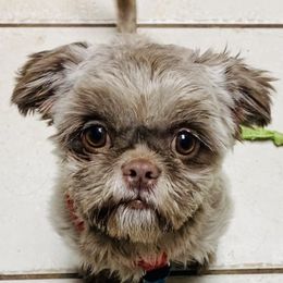 Ohanna - Shih Tzu