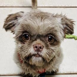 Ohanna - Shih Tzu