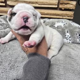 Blue boy - White male Bulldog puppy in Laurel, Montana from Bull Mountain Bulldogs