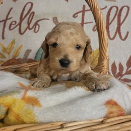Bee - Buff and white female Cockapoo puppy in Missouri from KDK Missouri Miniature Poodles