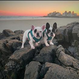 French Bulldog Puppies from Legend French Bulldogs