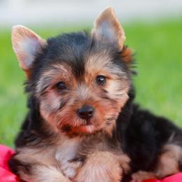 Enchanting Girl - Black and gold female Yorkshire Terrier puppy in Stanton, California from Essence of Grace Yorkies
