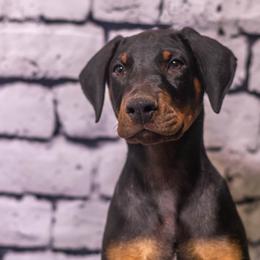 Mr B(brown boy) - Black and rust male Doberman Pinscher puppy in Shelby, North Carolina from IronBee Dobermans