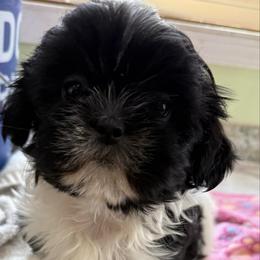 Holly - Black and white female Shih Tzu puppy in Stafford, Virginia from Bayview Pups