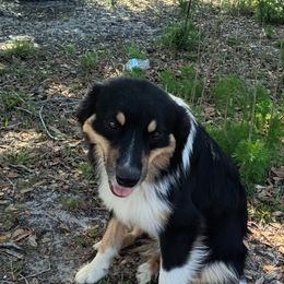 Colby - Australian Shepherd
