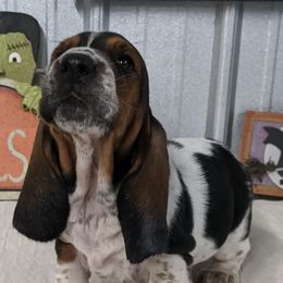 Basset Hound and Pembroke Welsh Corgi Puppies from 4 Sail Quarter Horses and Corgis
