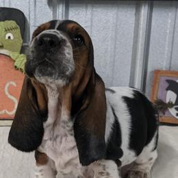 Basset Hound and Pembroke Welsh Corgi Puppies from 4 Sail Quarter Horses and Corgis