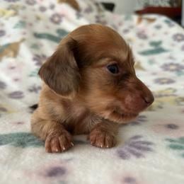 Montana (red) - Red male Dachshund puppy in Sebring, Florida from Mini Weenies