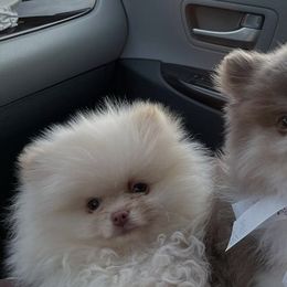 Pomeranians from Wildwood Poms