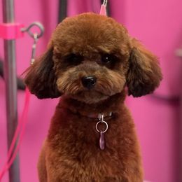 Miniature Australian Shepherds, Miniature Schnauzers, Poodles, and Toy Australian Shepherds from B4 Toy Schnauzers and Poodles