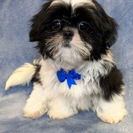 Basil - Black and white male Shih Tzu puppy in California from Boodaboo Shih Tzu’s