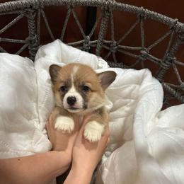 Plunket - Red female Pembroke Welsh Corgi puppy in Delton, Michigan from CorGizmo