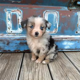 Boy 2 - Blue merle male Miniature Australian Shepherd puppy in Ellsworth, Kansas from Flying H Mini Aussies
