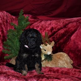 Dasher - G6 Pink Female - Phantom female Poodle puppy in Nelson, Missouri from MD Triple Creek Ranch