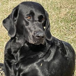 Luna - Labrador Retriever