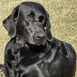 Luna - Labrador Retriever