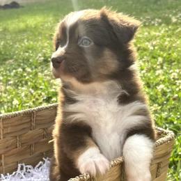 Miniature Australian Shepherd Puppies from Frazier Fluff & CO.