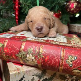 Goldendoodle Puppies from S_and_b_doodles