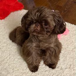 Biscotti - Shih Tzu