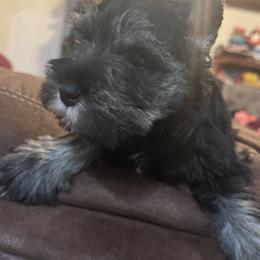 Frances - Salt and pepper male Miniature Schnauzer puppy in Wentworth, Missouri from Twisted R Farm