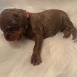 Dark Pink collar female - Red and rust female Doberman Pinscher puppy in Fostoria, Michigan from Jensen Dobermans and Dachshunds