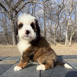 Penny - Chocolate merle female Bernedoodle puppy in Sioux Falls, South Dakota from WhiskeyCreek Doodles