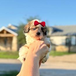 Girl 1 - Liver and white female Shih Tzu puppy in Seguin, Texas from Dolled Up Shih Tzus