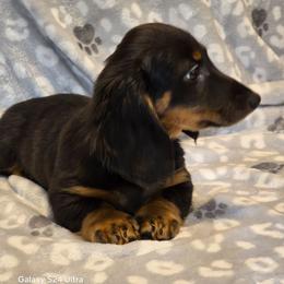 Tank - Black and tan male Dachshund puppy in Tonopah, Arizona from Desert Diamond Dachshunds